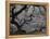 Japanese Maple, Portland Japanese Garden, Oregon, USA-William Sutton-Framed Premier Image Canvas