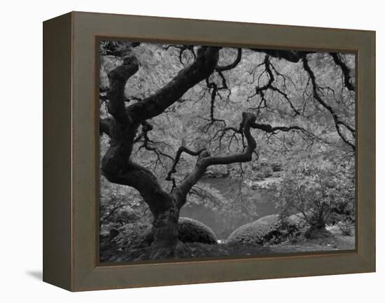 Japanese Maple, Portland Japanese Garden, Oregon, USA-William Sutton-Framed Premier Image Canvas