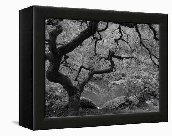 Japanese Maple, Portland Japanese Garden, Oregon, USA-William Sutton-Framed Premier Image Canvas