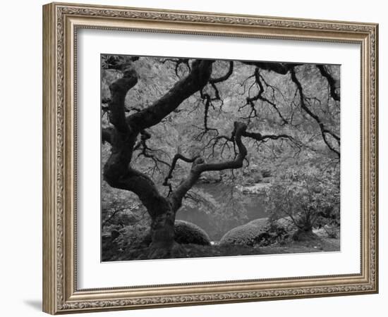 Japanese Maple, Portland Japanese Garden, Oregon, USA-William Sutton-Framed Photographic Print