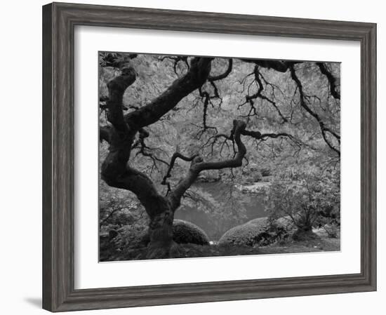 Japanese Maple, Portland Japanese Garden, Oregon, USA-William Sutton-Framed Photographic Print