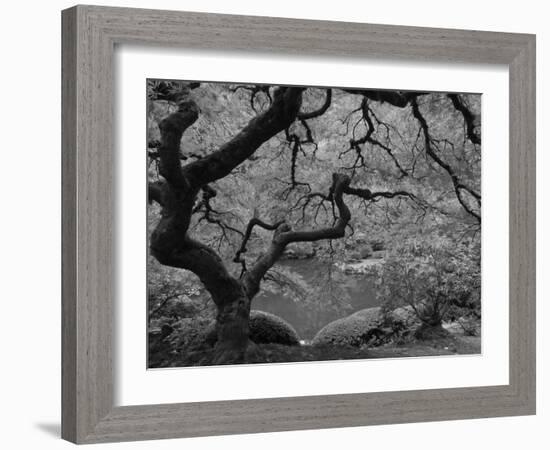 Japanese Maple, Portland Japanese Garden, Oregon, USA-William Sutton-Framed Photographic Print