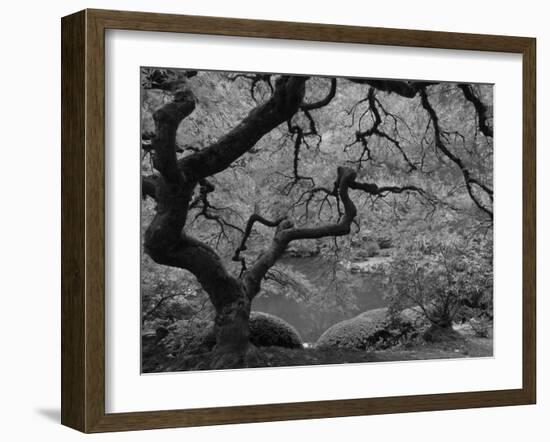 Japanese Maple, Portland Japanese Garden, Oregon, USA-William Sutton-Framed Photographic Print