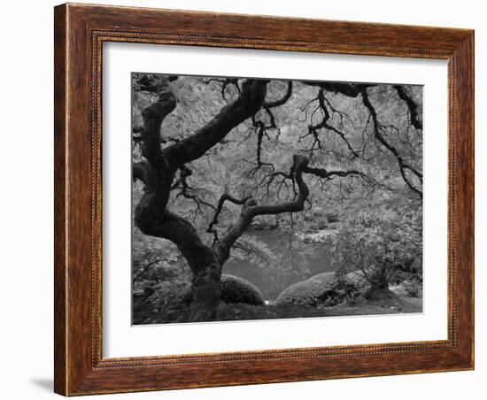 Japanese Maple, Portland Japanese Garden, Oregon, USA-William Sutton-Framed Photographic Print