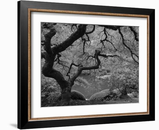 Japanese Maple, Portland Japanese Garden, Oregon, USA-William Sutton-Framed Photographic Print