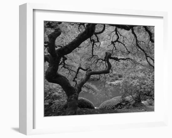 Japanese Maple, Portland Japanese Garden, Oregon, USA-William Sutton-Framed Photographic Print