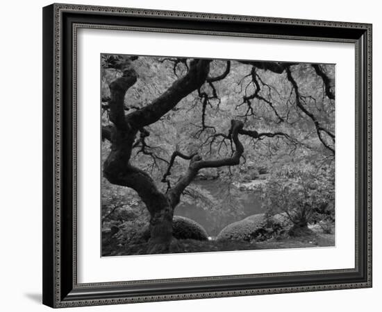 Japanese Maple, Portland Japanese Garden, Oregon, USA-William Sutton-Framed Photographic Print