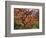 Japanese Maple, Portland Japanese Garden, Oregon, USA-William Sutton-Framed Photographic Print