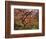 Japanese Maple, Portland Japanese Garden, Oregon, USA-William Sutton-Framed Photographic Print