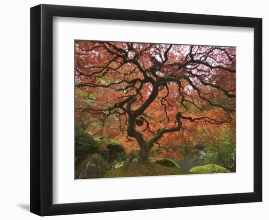 Japanese Maple, Portland Japanese Garden, Oregon, USA-William Sutton-Framed Photographic Print