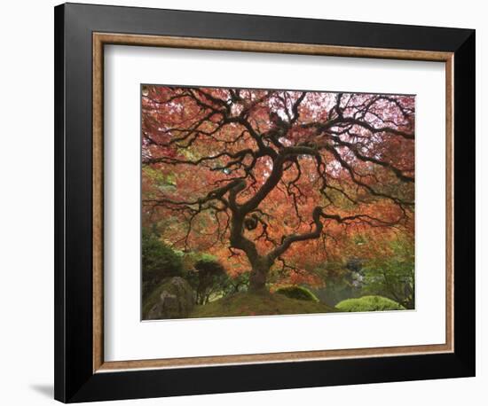 Japanese Maple, Portland Japanese Garden, Oregon, USA-William Sutton-Framed Photographic Print