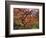 Japanese Maple, Portland Japanese Garden, Oregon, USA-William Sutton-Framed Photographic Print