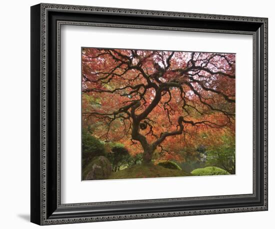 Japanese Maple, Portland Japanese Garden, Oregon, USA-William Sutton-Framed Photographic Print