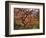 Japanese Maple, Portland Japanese Garden, Oregon, USA-William Sutton-Framed Photographic Print