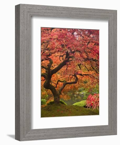 Japanese Maple, Portland Japanese Garden, Oregon, USA-William Sutton-Framed Photographic Print
