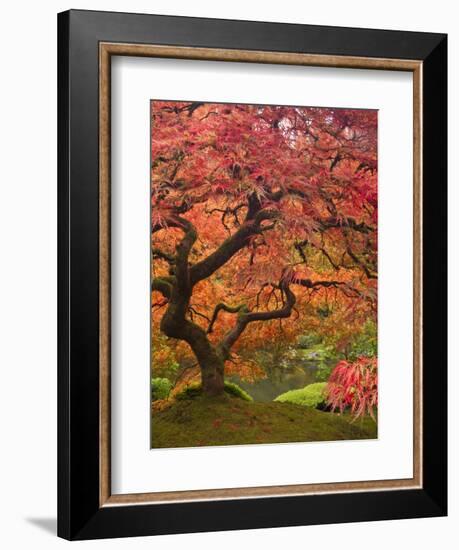 Japanese Maple, Portland Japanese Garden, Oregon, USA-William Sutton-Framed Photographic Print