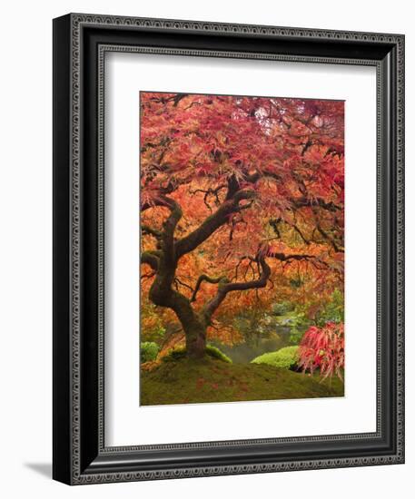 Japanese Maple, Portland Japanese Garden, Oregon, USA-William Sutton-Framed Photographic Print