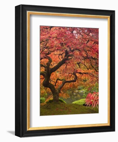 Japanese Maple, Portland Japanese Garden, Oregon, USA-William Sutton-Framed Photographic Print