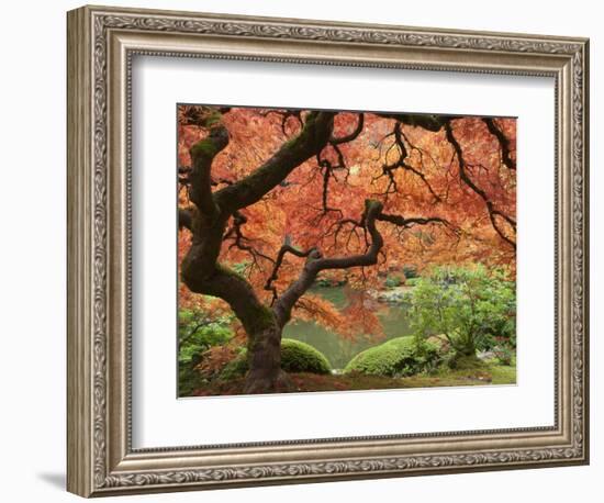 Japanese Maple, Portland Japanese Garden, Oregon, USA-William Sutton-Framed Photographic Print