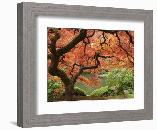 Japanese Maple, Portland Japanese Garden, Oregon, USA-William Sutton-Framed Photographic Print