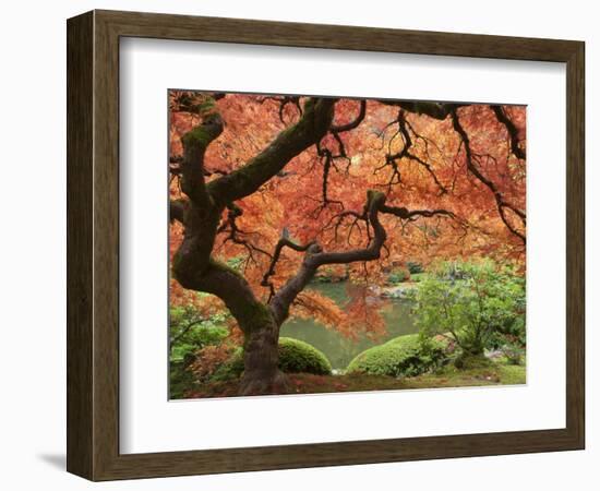 Japanese Maple, Portland Japanese Garden, Oregon, USA-William Sutton-Framed Photographic Print