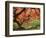 Japanese Maple, Portland Japanese Garden, Oregon, USA-William Sutton-Framed Photographic Print