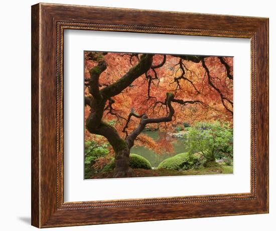 Japanese Maple, Portland Japanese Garden, Oregon, USA-William Sutton-Framed Photographic Print