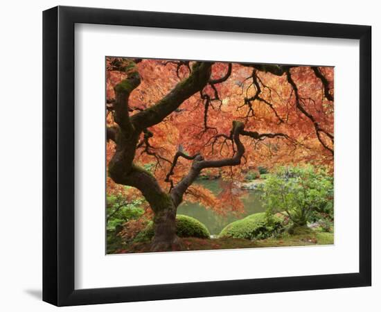 Japanese Maple, Portland Japanese Garden, Oregon, USA-William Sutton-Framed Photographic Print