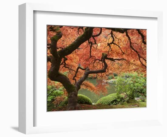 Japanese Maple, Portland Japanese Garden, Oregon, USA-William Sutton-Framed Photographic Print