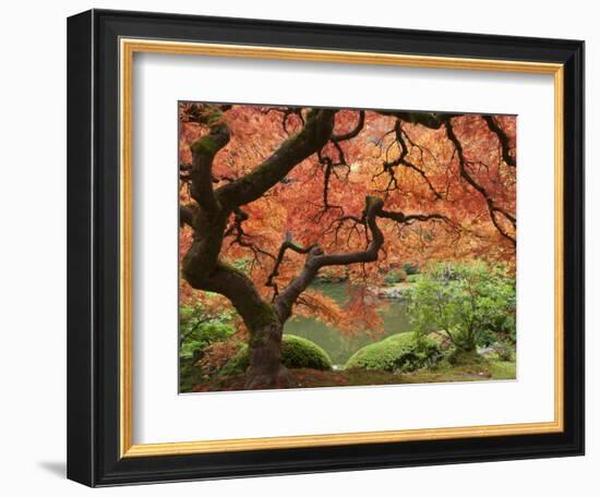 Japanese Maple, Portland Japanese Garden, Oregon, USA-William Sutton-Framed Photographic Print