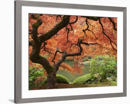 Japanese Maple, Portland Japanese Garden, Oregon, USA-William Sutton-Framed Photographic Print