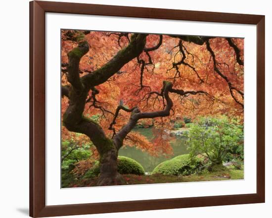 Japanese Maple, Portland Japanese Garden, Oregon, USA-William Sutton-Framed Photographic Print