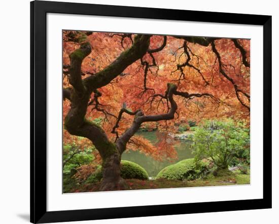 Japanese Maple, Portland Japanese Garden, Oregon, USA-William Sutton-Framed Photographic Print