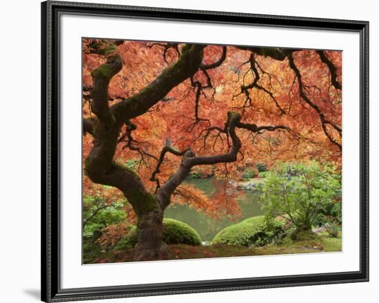 Japanese Maple, Portland Japanese Garden, Oregon, USA-William Sutton-Framed Photographic Print