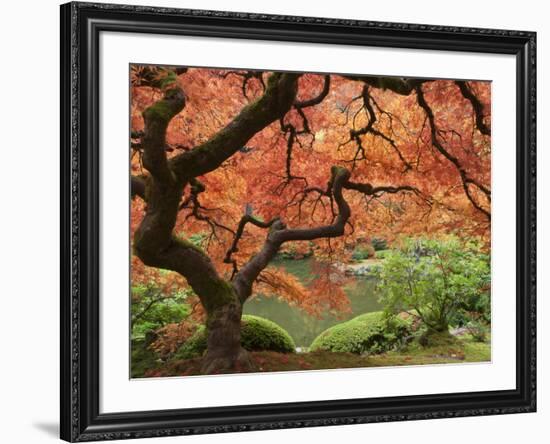 Japanese Maple, Portland Japanese Garden, Oregon, USA-William Sutton-Framed Photographic Print