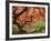 Japanese Maple, Portland Japanese Garden, Oregon, USA-William Sutton-Framed Photographic Print