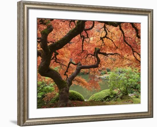 Japanese Maple, Portland Japanese Garden, Oregon, USA-William Sutton-Framed Photographic Print