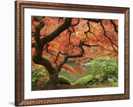 Japanese Maple, Portland Japanese Garden, Oregon, USA-William Sutton-Framed Photographic Print