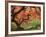 Japanese Maple, Portland Japanese Garden, Oregon, USA-William Sutton-Framed Photographic Print