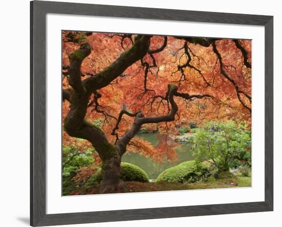 Japanese Maple, Portland Japanese Garden, Oregon, USA-William Sutton-Framed Photographic Print