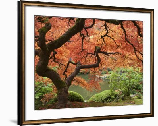 Japanese Maple, Portland Japanese Garden, Oregon, USA-William Sutton-Framed Photographic Print