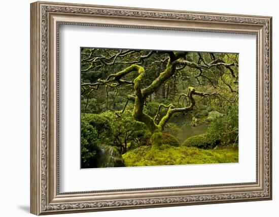 Japanese Maple, Portland Japanese Garden, Portland, Oregon (PR)-Michel Hersen-Framed Photographic Print