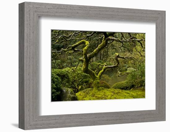 Japanese Maple, Portland Japanese Garden, Portland, Oregon (PR)-Michel Hersen-Framed Photographic Print