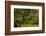 Japanese Maple, Portland Japanese Garden, Portland, Oregon (PR)-Michel Hersen-Framed Photographic Print