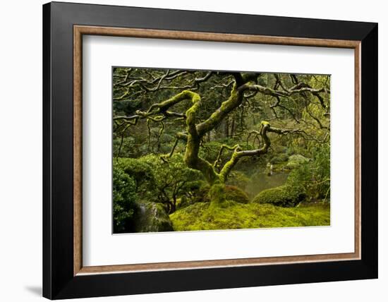 Japanese Maple, Portland Japanese Garden, Portland, Oregon (PR)-Michel Hersen-Framed Photographic Print