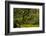 Japanese Maple, Portland Japanese Garden, Portland, Oregon (PR)-Michel Hersen-Framed Photographic Print