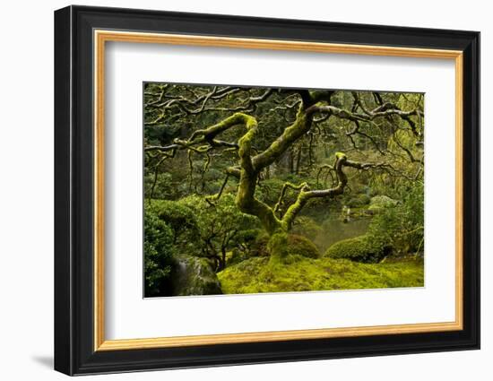 Japanese Maple, Portland Japanese Garden, Portland, Oregon (PR)-Michel Hersen-Framed Photographic Print