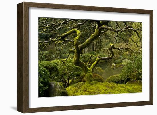 Japanese Maple, Portland Japanese Garden, Portland, Oregon (PR)-Michel Hersen-Framed Photographic Print