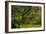 Japanese Maple, Portland Japanese Garden, Portland, Oregon (PR)-Michel Hersen-Framed Photographic Print