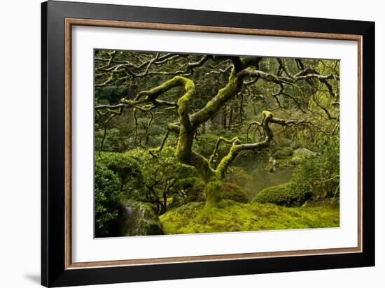 Japanese Maple, Portland Japanese Garden, Portland, Oregon (PR)-Michel Hersen-Framed Photographic Print